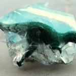 dino-fossils8
