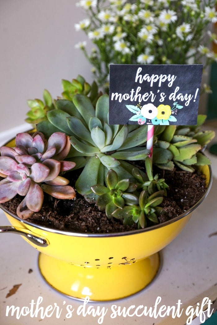 Succulent Colander Gift - a cute, simple, and inexpensive gift idea for mom on Mother's Day!!