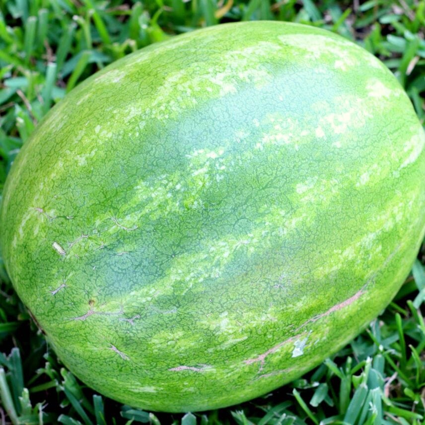 A whole watermelon picked with simple tips and tricks.