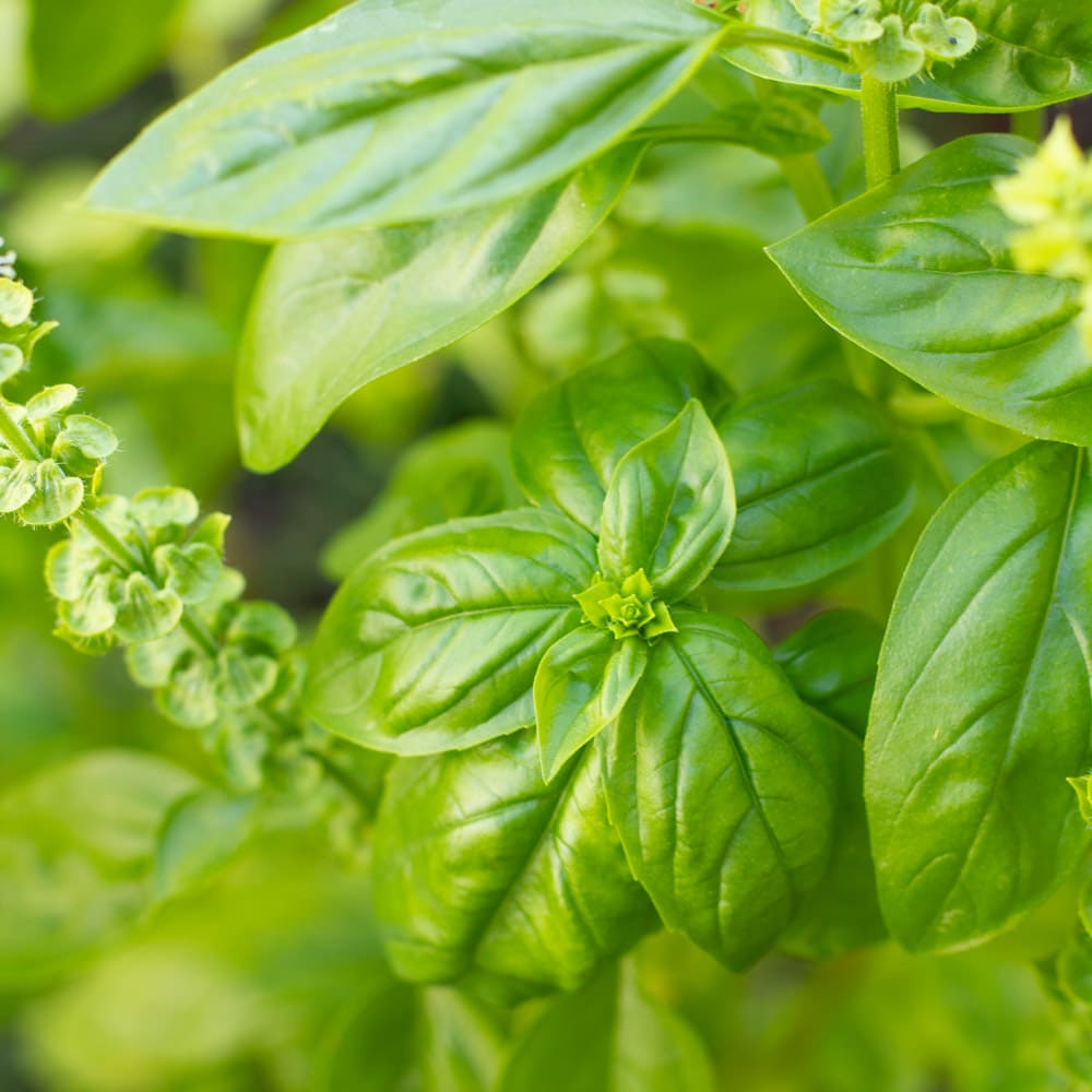 Basil plant close up