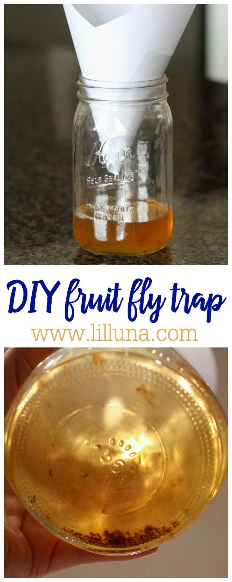 Homemade Fruit Fly Trap How to Get Rid of Fruit Flies Lil' Luna