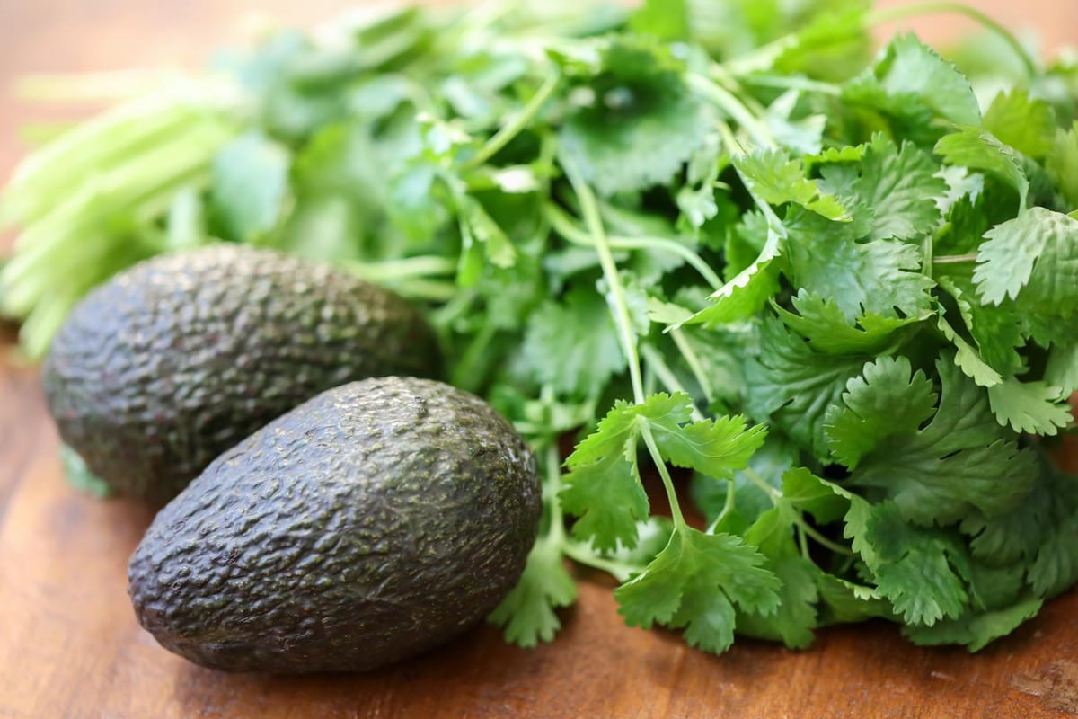 Two avocados and a bunch of cilantro on a cutting board.