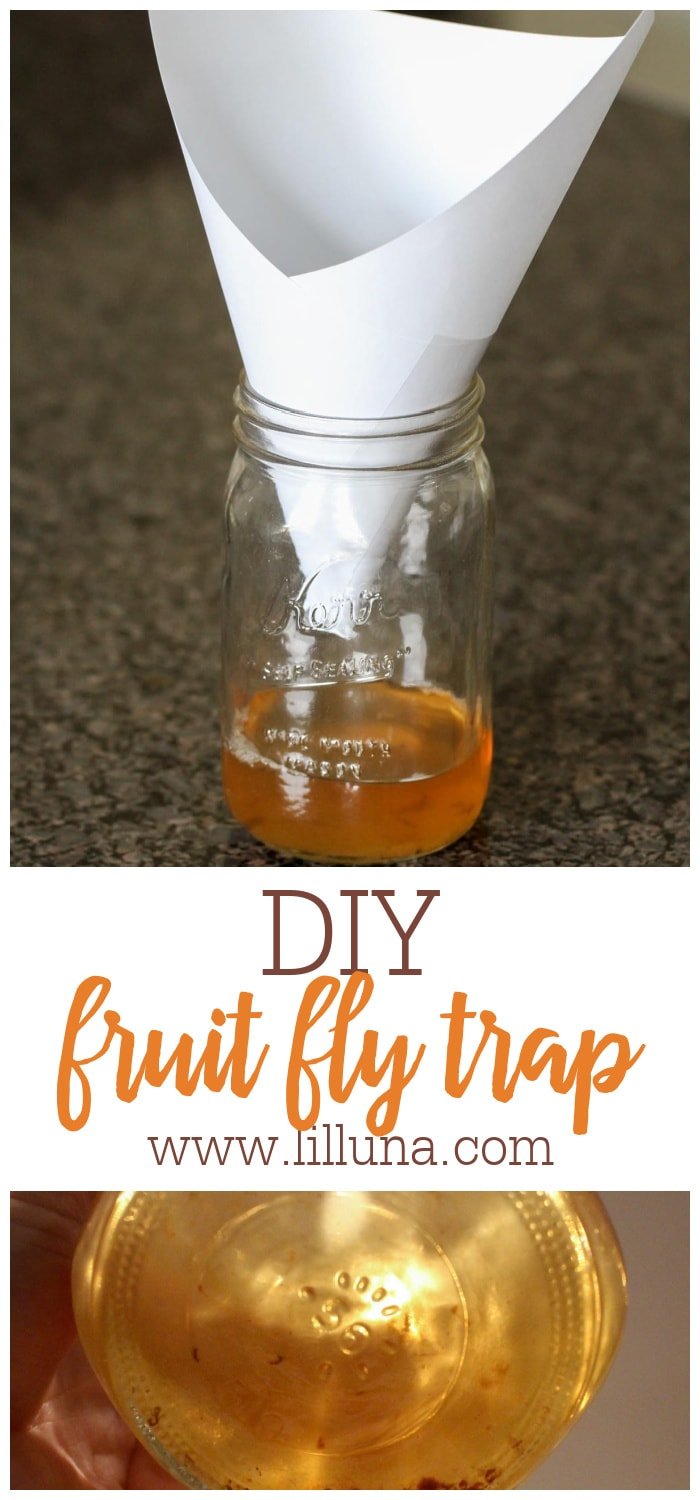 Homemade Fruit Fly Trap - How to Get Rid of Fruit Flies | Lil' Luna