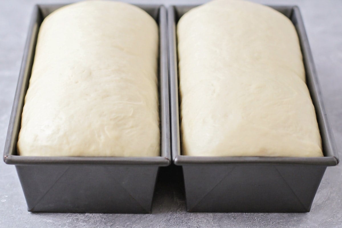 Homemade bread dough proofed in bread pans.