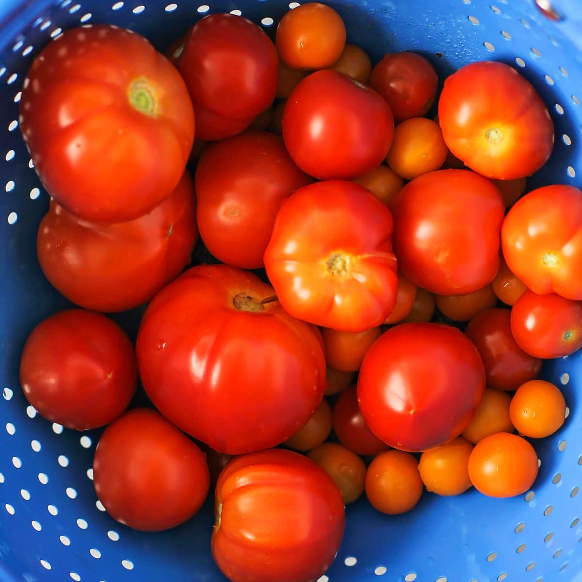 Washed tomatoes in a colander ready for making soup.