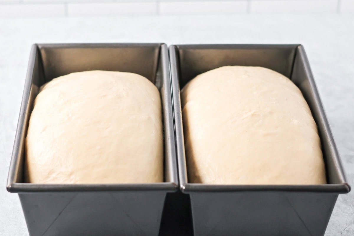 Two loaves raising in a bread pan.